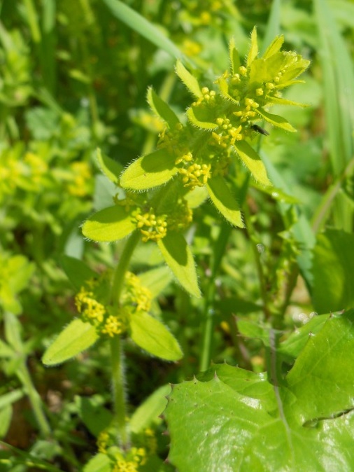 Cruciata laevipes